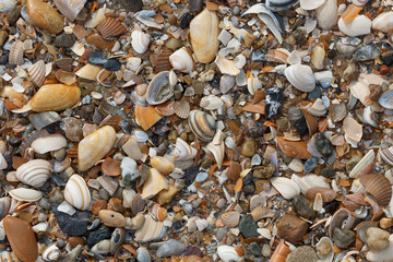 A lot of sea shells on the beach as background