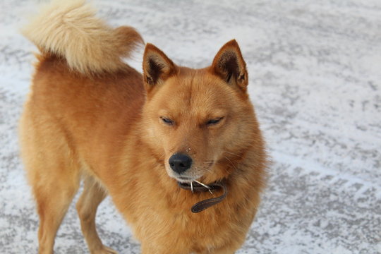 red dog on the street in winter close-up / photo of a fluffy dog.have household pet wolf a ginger color of.in winter, the animal walks on the street.