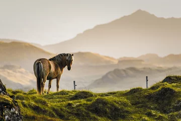 Abwaschbare Fototapete Pferde Islandpferd