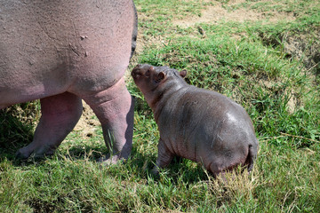 Hippopotamus cub with its mother on the banks of the Kazinga channel.