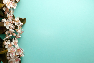 top view of white blooming cherry branches on left side on blue surface with copy space