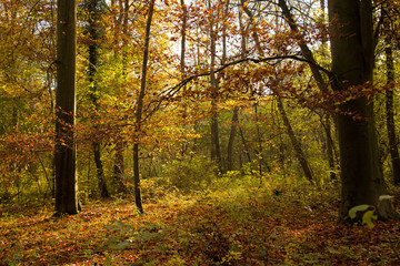 Fototapeta na wymiar Herbstlicher Wald im Elsass bei Erstein