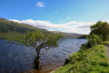 Naklejka premium View across Loch Lomond from Firkin Point in Scotland