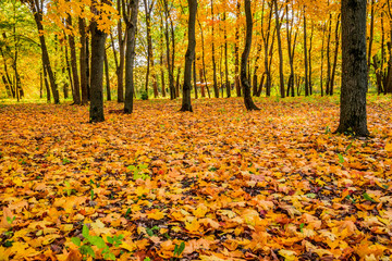 Golden autumn  in the forest