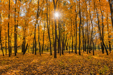 Golden autumn in the forest