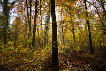 Herbstlicher Wald im Elsass bei Erstein