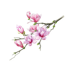 Tender pink magnolia branch with close up flowers watercolor illustration. Hand drawn lush spring blossom with buds on a tree. Magnolia tree element isolated on the white background.
