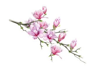 Fototapeta na wymiar Tender pink magnolia big branch with flowers watercolor illustration. Hand drawn lush spring blossom with green buds on a tree. Magnolia tree element isolated on the white background.
