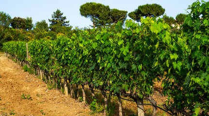 Fototapeta na wymiar Beautiful grape rows and green vineyards. Agricultural area with grapes. Vineyard plantation. Agri tourism tour of Tuscany. Wine production region.