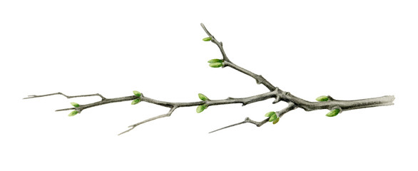 Tree branch watercolor illustration. Close up garden or forest tree element with green buds. Young spring wooden stick with sprouts isolated on white background.