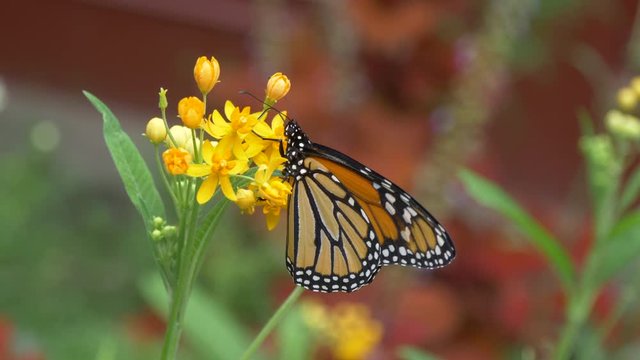Monarch butterfly on yellow flower 4K