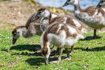 Young Egyptian Geese (alopochen aegyptiaca)