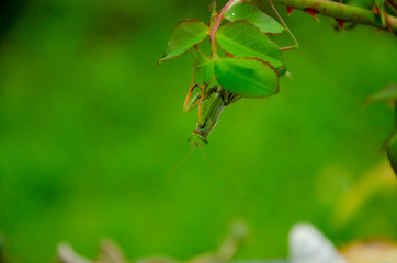 mante religieuse 051