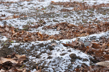 枯れ葉と雪