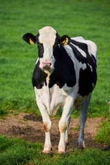 Beautiful Portrait of a Holstein Cow