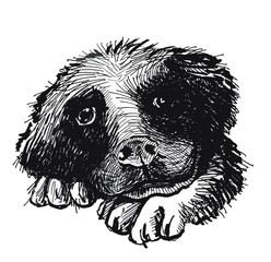 Obraz premium Puppy's head and paws, large muzzle and thoughtful look. Ink drawing.