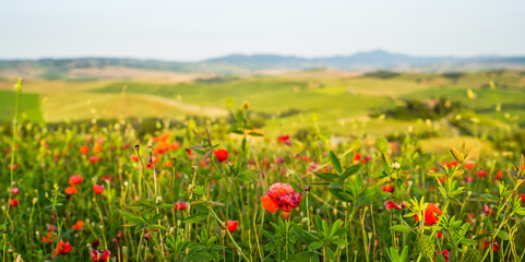 Hill covered by red flowers overlooking a green fields and cypresses on a sunny day, Tuscany, Italy. Countryside landscape with red poppy flowers.