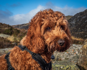 Cockapoo dog portrait in the scottish hills