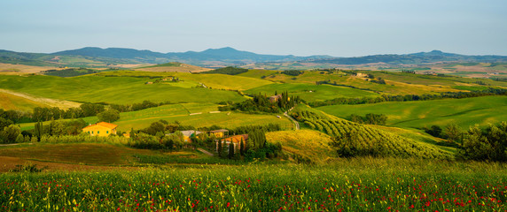 Hill covered by red flowers overlooking a green fields and cypresses on a sunny day, Tuscany, Italy. Countryside landscape with red poppy flowers.