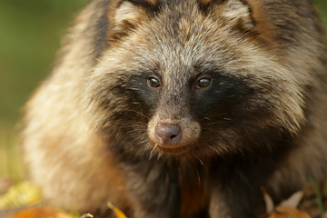 brown bear in the forest