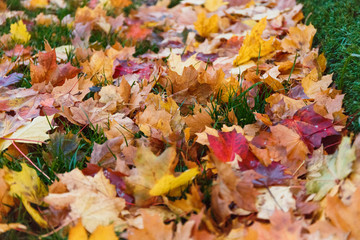  Autumn leaves of different colors: yellow, orange, red, brown, golden. Autumn leaves fallen from trees on the ground