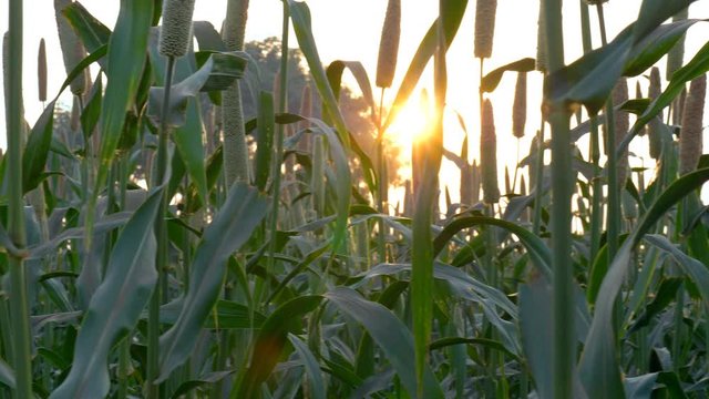 Low angle shot of pearl millet crop ready for harvesting in an Indian farm. Beautiful landscape view of a pearl millet field  also known as Bajra or Bajri with a shining sun in the background