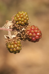 Rubus ulmifolius elmleaf blackberry or thornless blackberry blackberry berries of this plant still immature and red