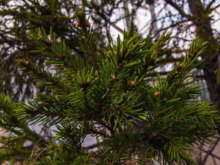 Green spruce branch on a blurry background in natural light.