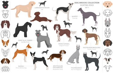 Hunting dogs collection isolated on white clipart. Flat style. Different color, portraits and silhouettes