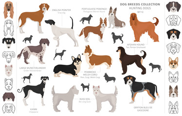 Hunting dogs collection isolated on white clipart. Flat style. Different color, portraits and silhouettes