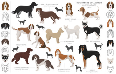 Hunting dogs collection isolated on white clipart. Flat style. Different color, portraits and silhouettes