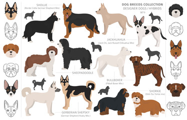 Designer dogs, crossbreed, hybrid mix pooches collection isolated on white. Flat style clipart dog set.