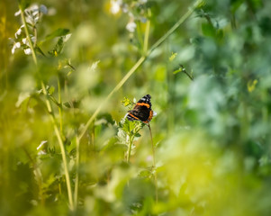 Macro of an Admiral on a field