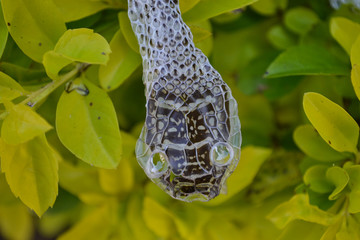 Snake slough on the bushes 