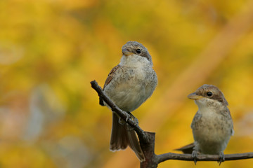 sparrow on a branch
