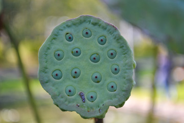 Fresh lotus pod  in the garden