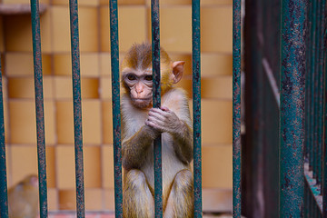 Foto protesta contra la crueldad animal que supone un zoologico.