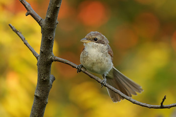 sparrow on a branch