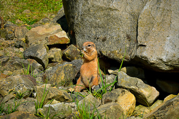 Ardilla comiendo tranquilamente al lado de rocas. 