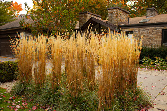 Feather Reed Grass, outdoor decorative plant. Dry grass at the fancy house front yard.Autumn plants.