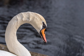 Piękny łabędź © Anna Granat