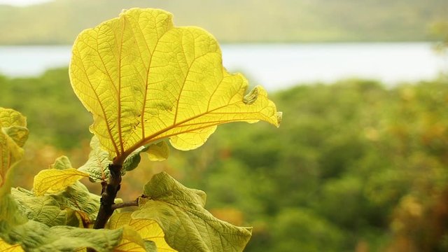 Caribbean leaf close up