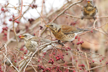 sparrow on a branch