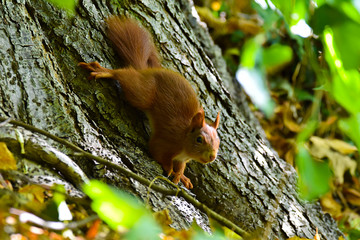 Ardilla marrón bajando de un árbol.
