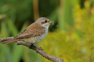 sparrow on a branch