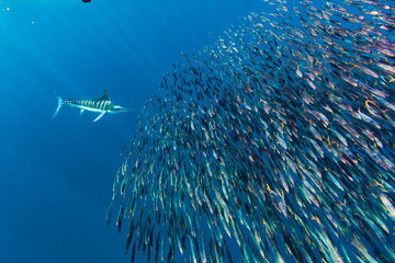Stripped marlin hunting and feeding in a baitball in Magdalena Bay, Baja California Sur, Mexico.