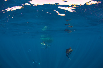Sailfish and marlins hunting and feeding on a baitball, Magdalena Bay, Baja California Sur, Mexico.