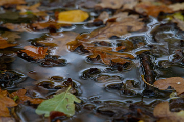 Autumn Leaves in Water