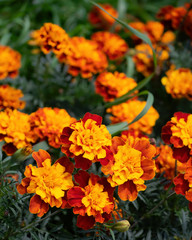 Flowering marigolds close-up.
