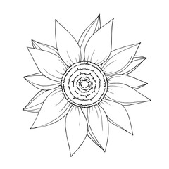 Vector Sunflower floral botanical flower. Black and white engraved ink art. Isolated sunflowers illustration element.